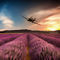 Purple-fields
