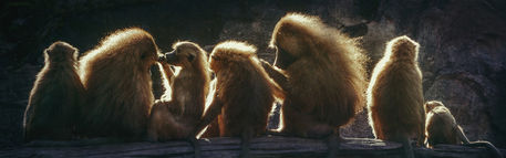 Sunshine-monkeys