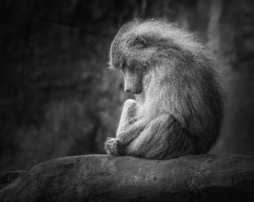 Lonely-monkey