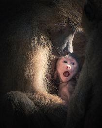 Save monkey baby by Ingo Menhard
