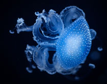 Blue Motion Jellyfish by Ingo Menhard