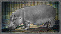 The Hippo by Ingo Menhard