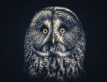 Owl Joe by Ingo Menhard
