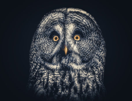Owl-joe