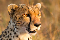 Cheetah at sunset by Ed Brown