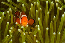 Clownfish at home by Ed Brown