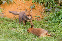 Fox cubs playing by Ed Brown