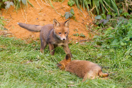 Ewb-fox-cubs-8