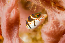 Puffer fish, Ambon by Ed Brown