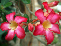 Blüten der Wüstenrose (adenium obesum), pink blossom of desert-rose, sabi star, kudu  von Dagmar Laimgruber