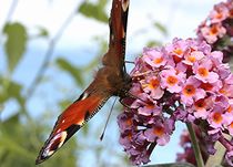 langhaariger Schmetterling - Pfauenauge von mindfullycreatedvibrations