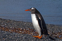 Eselspinguin  by Gerhard Albicker