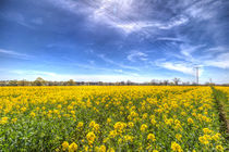 Yellow Fields Of Summer by David Pyatt