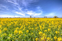 Yellow Fields Of Summer von David Pyatt