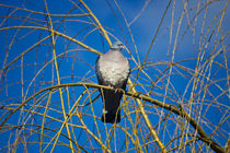 Pigeon Perch by Vicki Field