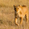 Ewb-lioness-14
