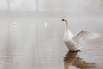 Swans in the mist by Ed Brown