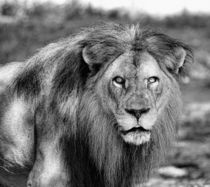 Lion King von O.L.Sanders Photography