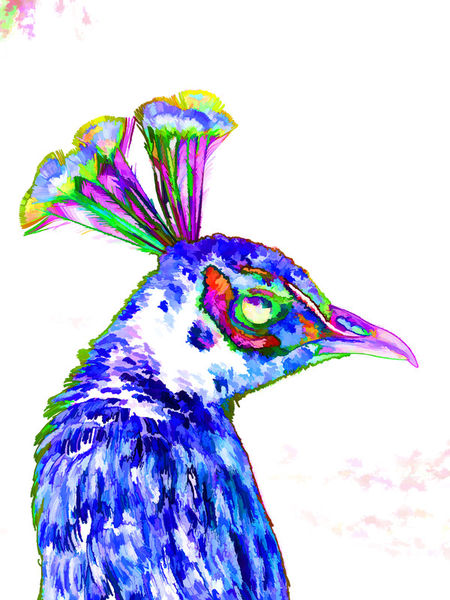 Peacock-closeup