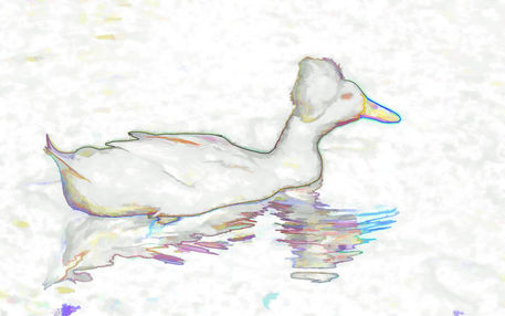 White-crested-duck
