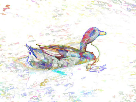 Ducks-swim-in-a-pond-3