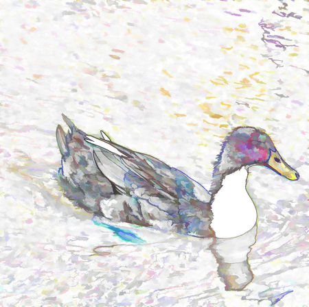 Ducks-swim-in-a-pond-2