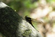 Dragonfly on a Tree, 2016 by Caitlin McGee