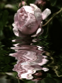 sparkling - rose water von Chris Berger