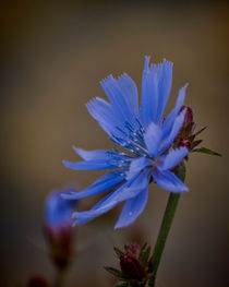Wild Chicory by Colin Metcalf