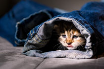Kitten im Jeanstunnel by Susi Stark
