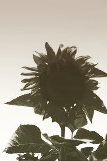 Sonnenblume von Bastian  Kienitz