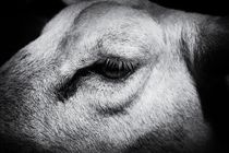 Sheep eye by leddermann