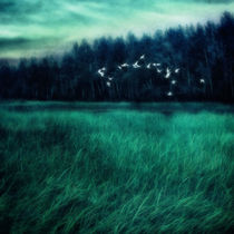 Nightbirds by Priska  Wettstein