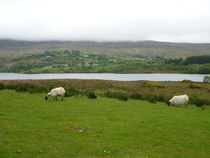 Irland - Schafe bei Dingle von Miriam Deborah Michaelsen