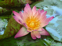 Seerosen-Makro, Wassertropfen, water lily, pink, nymphaea von Dagmar Laimgruber