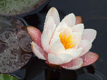 Seerose im Regen, Blüten der Nymphaea,  waterlily and waterdrops, Makrofotografie von Dagmar Laimgruber