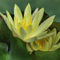 Gelber-lotus2212pe