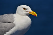 Möwenportrait / Portrait of a seagull by Peter Bergmann