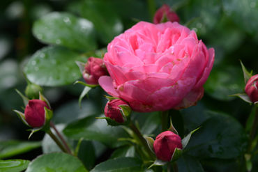 Rosa-rose-pinneberg-rosengarten-16-06-16-2182-bearbeitet-1