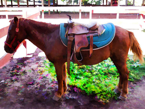 Saddle-on-horseback-2