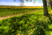 Daffodil Meadow by David Pyatt