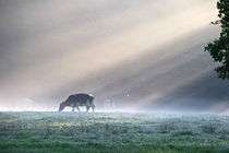 Die Kuh im Nebel by Bernhard Kaiser