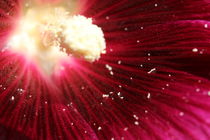 Ein ganzes Universum in einer Blüte von Hendrik Molch
