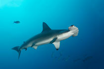 Scalloped Hammerhead Shark, Bogenstirn-Hammerhai by Norbert Probst