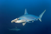 Scalopped Hammerhead Shark, Bogenstirn-Hammerhai von Norbert Probst