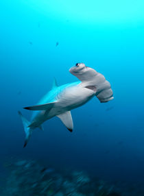 Scalloped Hammerhead Shark, Bogenstirn-Hammerhai by Norbert Probst