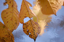 Herbstkirsche by Nikola Hahn