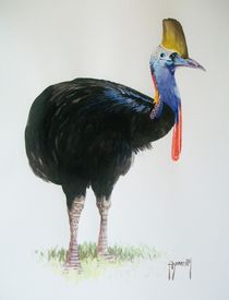 Cassowary by Terence Donnelly