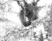 Efeuzauberbaum - Winter von Nikola Hahn