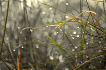 Gräser im Regen by Nikola Hahn